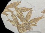Knightia Fossil Fish Mortality Plate- Wyoming #63976-1